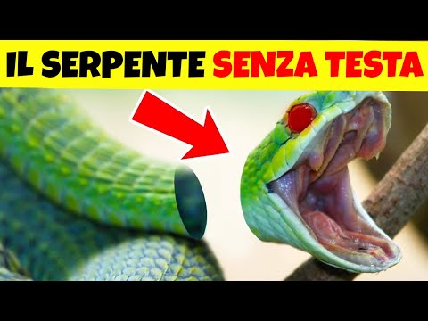 10 Animali Che Possono Vivere Dopo La Morte - 10 Animali Che Possono Vivere Dopo La Morte