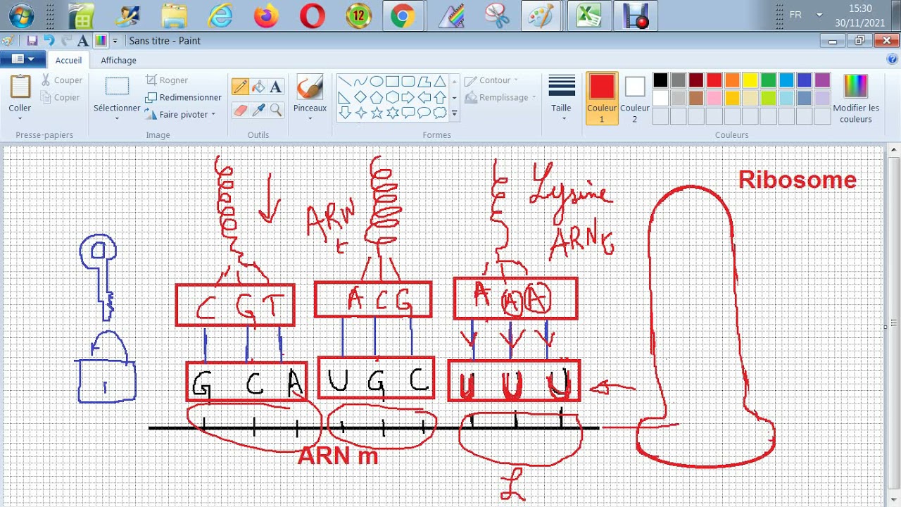 Biologie - Codage des codons - entre ARN messager  et ARN de transfert - Complémentarité