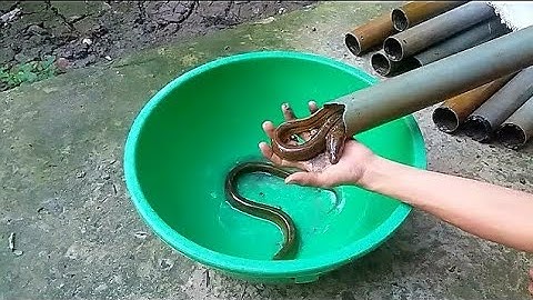 Đặt Trúm Lươn: đầu mùa mưa gặp trúm tặc_Nhưng lại được toàn lươn to