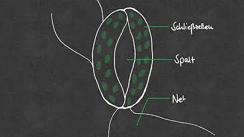 Wie funktioniert ein Stomata?