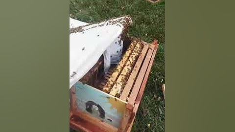 Taranov Split 6  30  2023