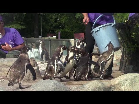 camera iphone 8 plus apk ペンギンお食事TIME（東武動物公園）Penguin Feeding Time