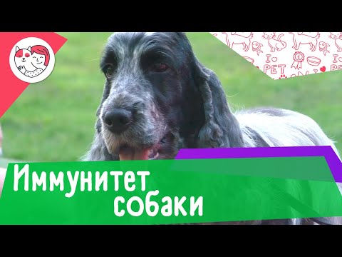 4 особенности собачьего иммунитета