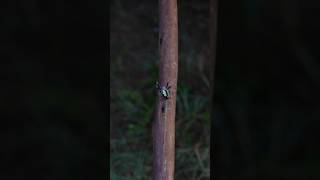 GIANT GREEN SPIDER FOUND IN MEXICO