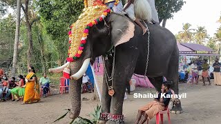 ചോയ്‌സൺസ് അമ്പാടി കണ്ണൻ | CHOISONS AMBADI KANNAN ELEPHANT AT KARAYIL TEMPLE