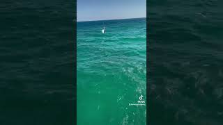 Bait Everywhere and Saltist Mq Scream #fishing #pierfishing #pier #fishingreel #SaltistMQ #Florida