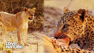 Leopard Makes Kill Only for Lion to Move in on Her Meal