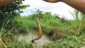 Câu cá chạch Suối | câu cần tre với mồi truyền thống bao nhạy luôn