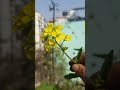 natural view#TOP10 #trending #viral #video #