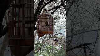 Пение птиц в парке в Нанкине / Birds singing in the park in Nanjing #china #nanjing #travel