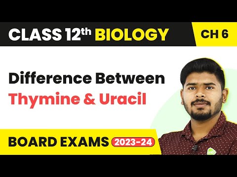 Class 12 Biology Chapter 6| Difference Between Thymine and Uracil - Molecular Basis of Inheritance
