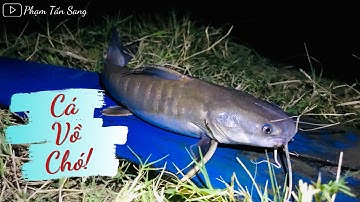 Đi Săn Cá Vồ Chó Khủng Ban Đêm/Hai anh em nín thở vì dính cá to | Phạm Tấn Sang