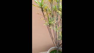 My Beautiful Plants In My Terece