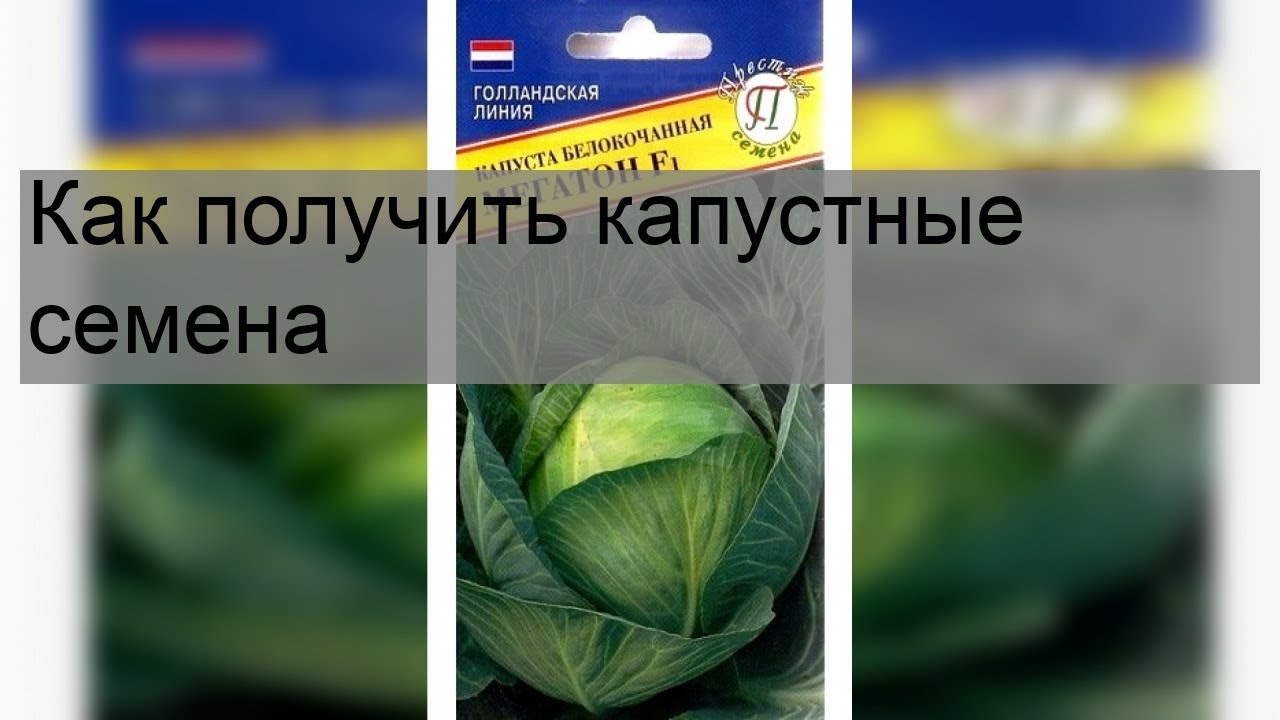 Как получить капустные семена