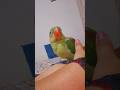 Popu ni dadagiri😁 #supermario #mario #pokemon #alexanderparrot #talkingparroteating #challenge