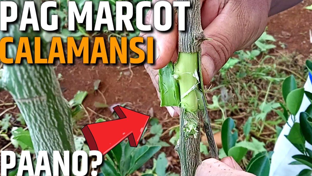 PAANO MAG MARCOT NG CALAMANSI | D' Green Thumb
