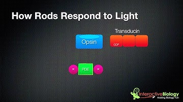 031 How Rods and Cones respond to Light www bajaryoutube com