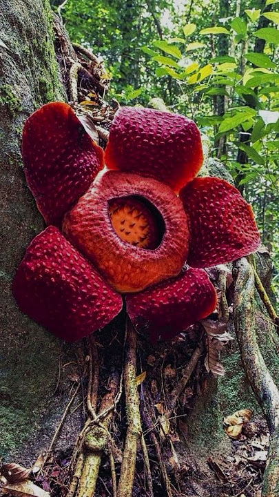 Bunga bangkai tapi dilindungi?🌺🤔 #florafauna #kidslearning