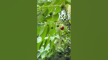 Cây trứng cá #hieuthaoduoc #thaoduoc #thaoduocthiennhien #baithuocdangiantainha #meochuabenh