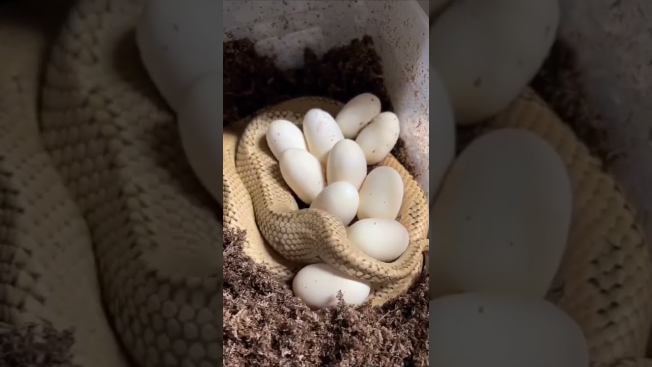 Cobra colocando ovos 