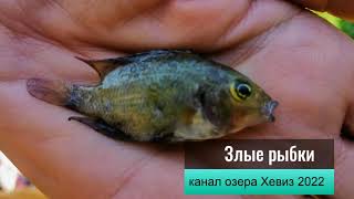 Злые рыбки канала озера Хевиз 2022