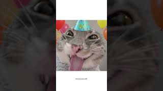 send this to someone whose birthday is this month 🎀💅🏻 #viral #cat #funpage #memes #shorts