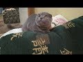 Как рос шотландский вислоухий котенок Джон/How did Scottish Fold kitten John