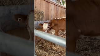 Cows vs Goats at the 100th Putnam County Fair