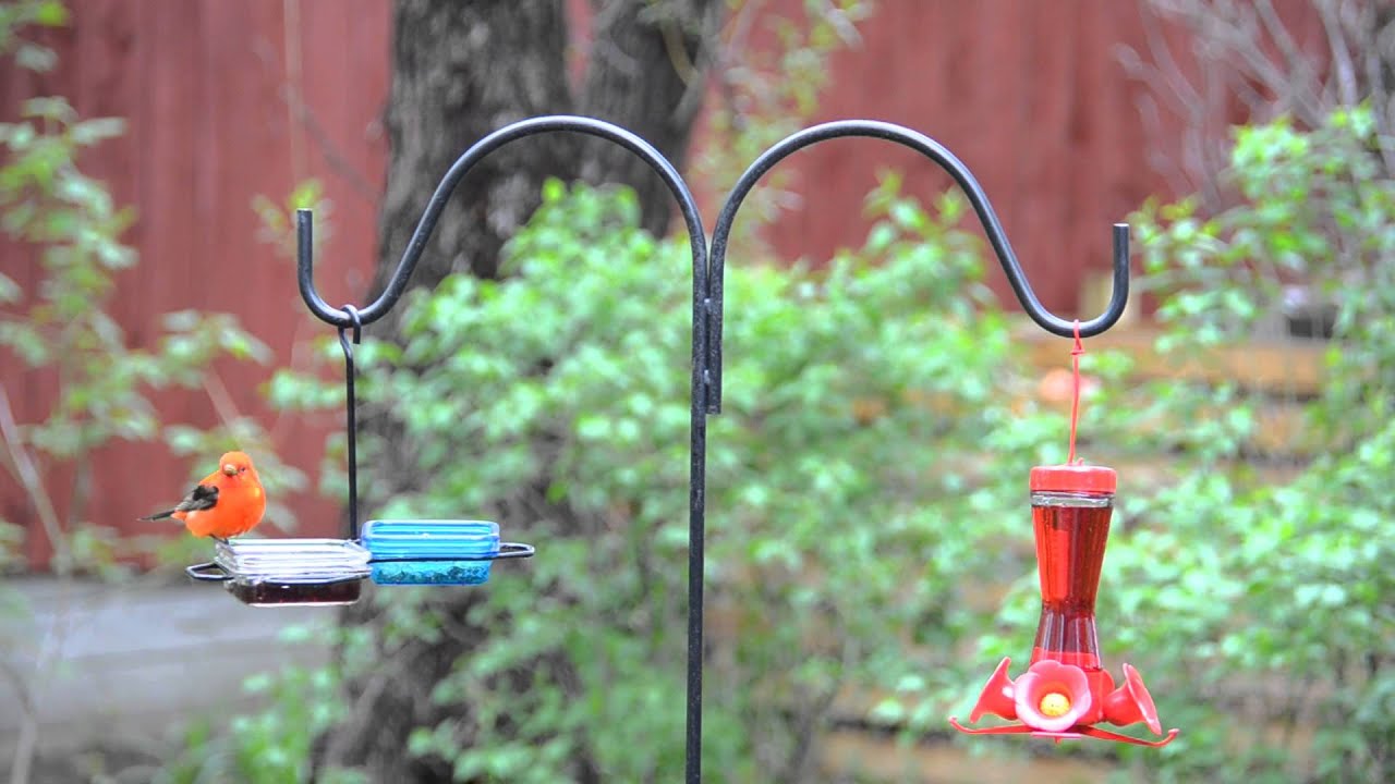 Scarlet Tanager 