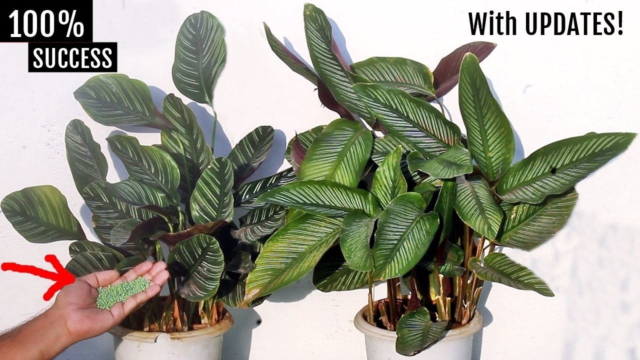 DON'T KILL AGAIN! My COMPLETE Calathea Plant CARE Guide!