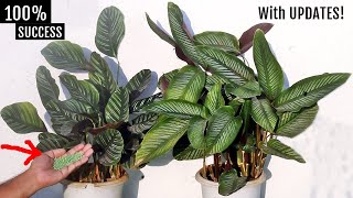 DO THESE NOW To GROW Calathea Plant Without KILLING Them!