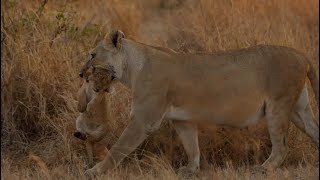 Top 20 cutest baby lions in the world (1820) [African Safari Plus⁺] 183