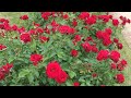 潮来笠 橋幸夫さん cover 遠藤利夫