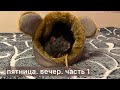 Пятница. Вечер. Часть 1.  #крысы #rats 