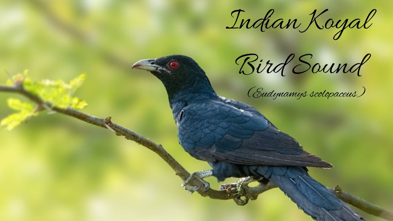 Koyal Bird, Koyal Bird Sound, Koyal bird ringtone, Indian Koyal Song Indian Koyal Video, YouTube
