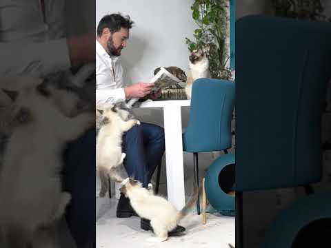 Video: Meidän Maine Coon Ragdoll: Cross-Breed Kissat, Greebo ja Dippy