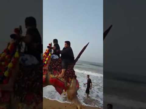 Very funny fat man falls from camel