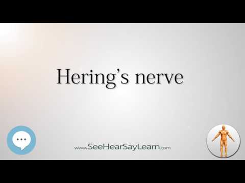 Hering&rsquo;s nerve    Anatomy Named After People 🔊