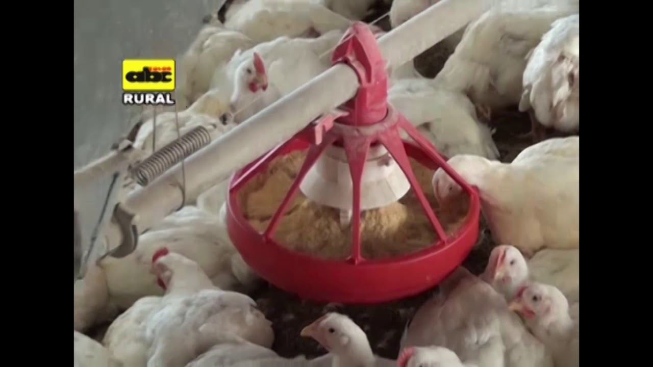 Cria de pollos parrilleros bajo sistema integrado - YouTube