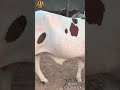 KCBH FARM JANWAR 2026 #farmlife #cow #beautifullgoats #bakra #goat #bakr #eiduladha2026