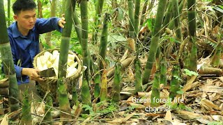 Bamboo shoots grow a lot. Harvest and sell. Robert | Green forest life