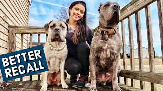 Perfecting My CANE CORSO’S Recall by Michelle Brasil 2,354 views 2 years ago 24 minutes
