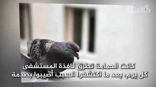 أنا عاشق الحمام منذ الصغر هذا خلق الله سبحانه أمانة شاهد هذا الفديو للأخر سبحان الله فيما خلق