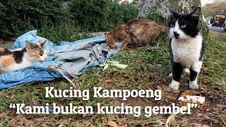 Kucing Kampoeng - Kami bukan kucing gembel by Kucing Kampoeng 飼い猫 42 views 5 years ago 1 minute, 7 seconds