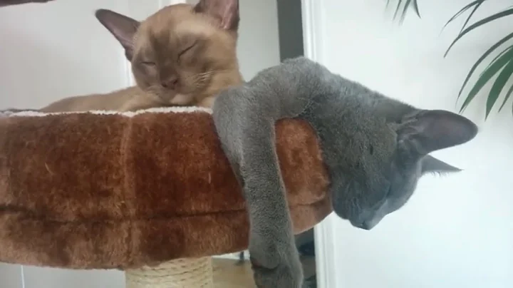 Video 1249551: blue burmese kitten