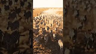 Zebras migration at Savannah 🦓 #wildlife #animals #nature #aivideo #africa #zebra #migration