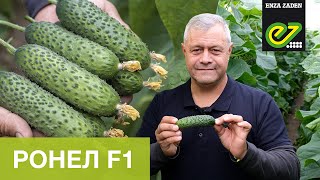 Ронел F1 – новий ранньостиглий та високоврожайний гібрид огірка зі світло-зеленими плодами