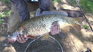 картинка: АСТРАХАНСКАЯ РЫБАЛКА на ДИКОМ ОСТРОВЕ С д. Колей. Сазан прёт!