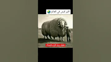 اكبر كبش في العالم 