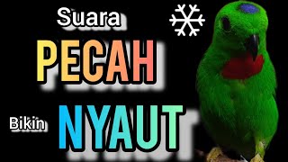 SUARA BURUNG serindit gacor PECAH buat PANCINGAN SERINDIT agar EMOSI NYAUT